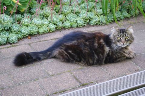 Next door neighbour Tiger relaxing at our place