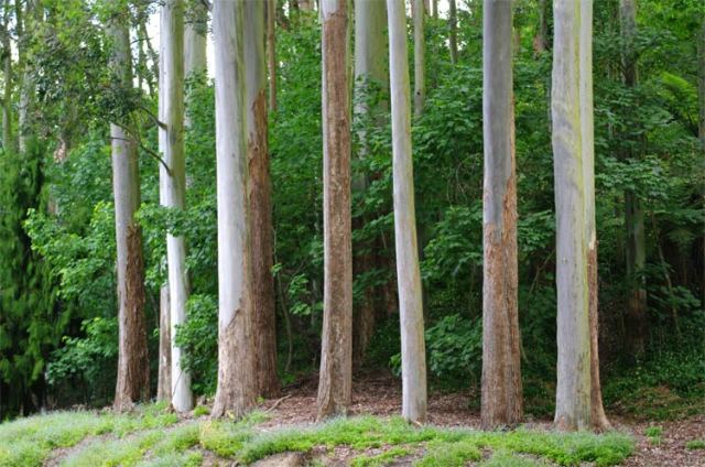 Lake Te Ko Uto trees 16 November 2008