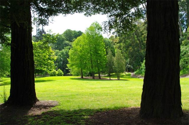 Lake Te Ko Utu trees 16 November 2008