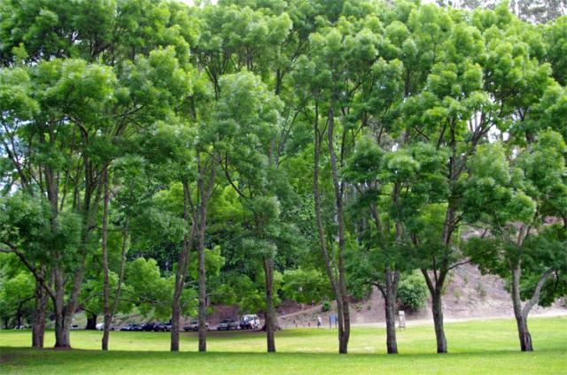 Lake Te Ko Utu trees 16 November 2008