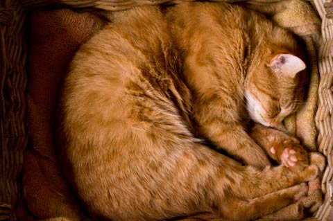 Buffy, Tikorangi, Taranaki