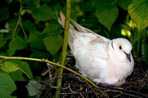 Nesting ringneck dove, Tikorangi, Taranaki