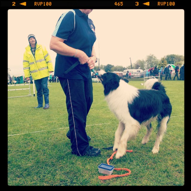 New Zealand Dog Agility Championship