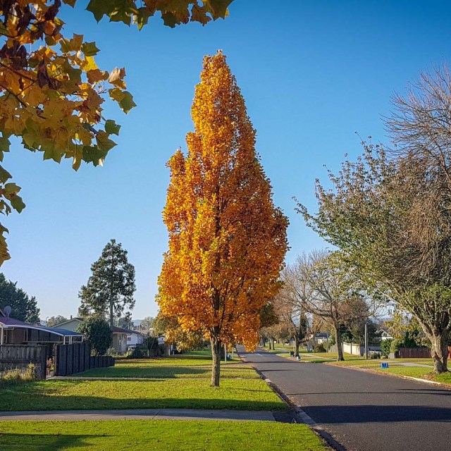 Burns Street, Leamington, Waikato, New Zealand.
