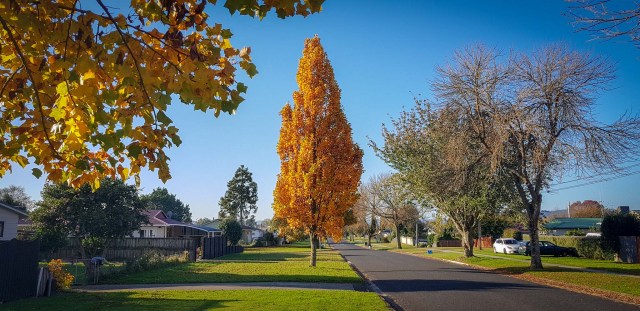 Burns Street Leamington Waikato New Zealand