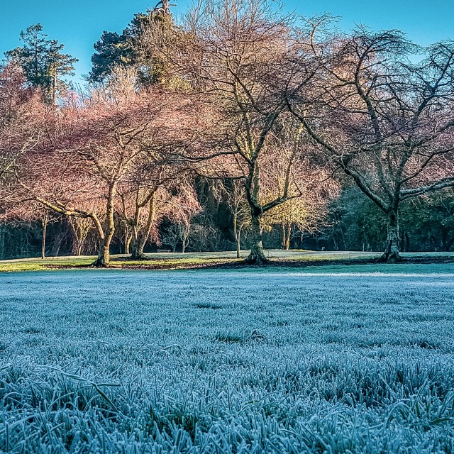 Te Kō Utu Park, Cambridge Domain, Waikato, New Zealand. 27 June 2018