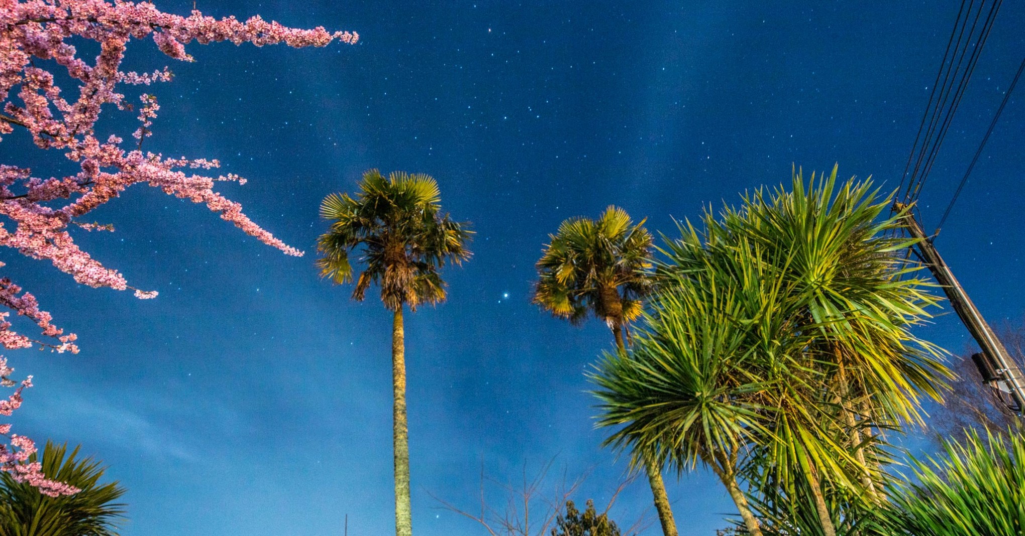 quiet, mucking about with bulb; 25sec, f5.6, 200iso, 12mm. east - southeast. cherry blossom / palms / cordyline australis / fibre distribution / night sky