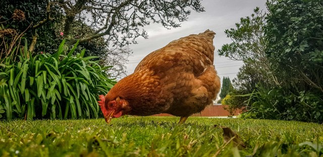 woody chook popped into ours for brunch this morning 1 July 2018