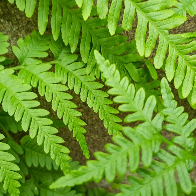 time out .. green monday .. 20.8.18