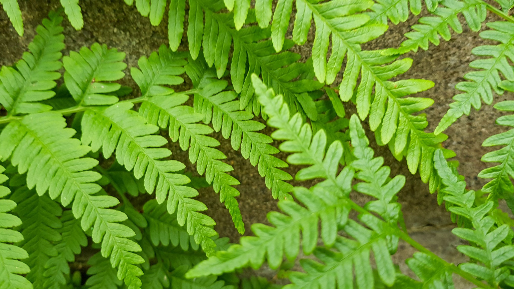 time out .. green monday .. 20.8.18