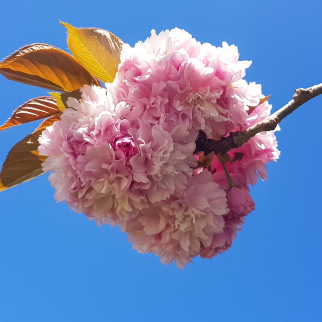 blossom, burns street, leamington, waikato, new zealand