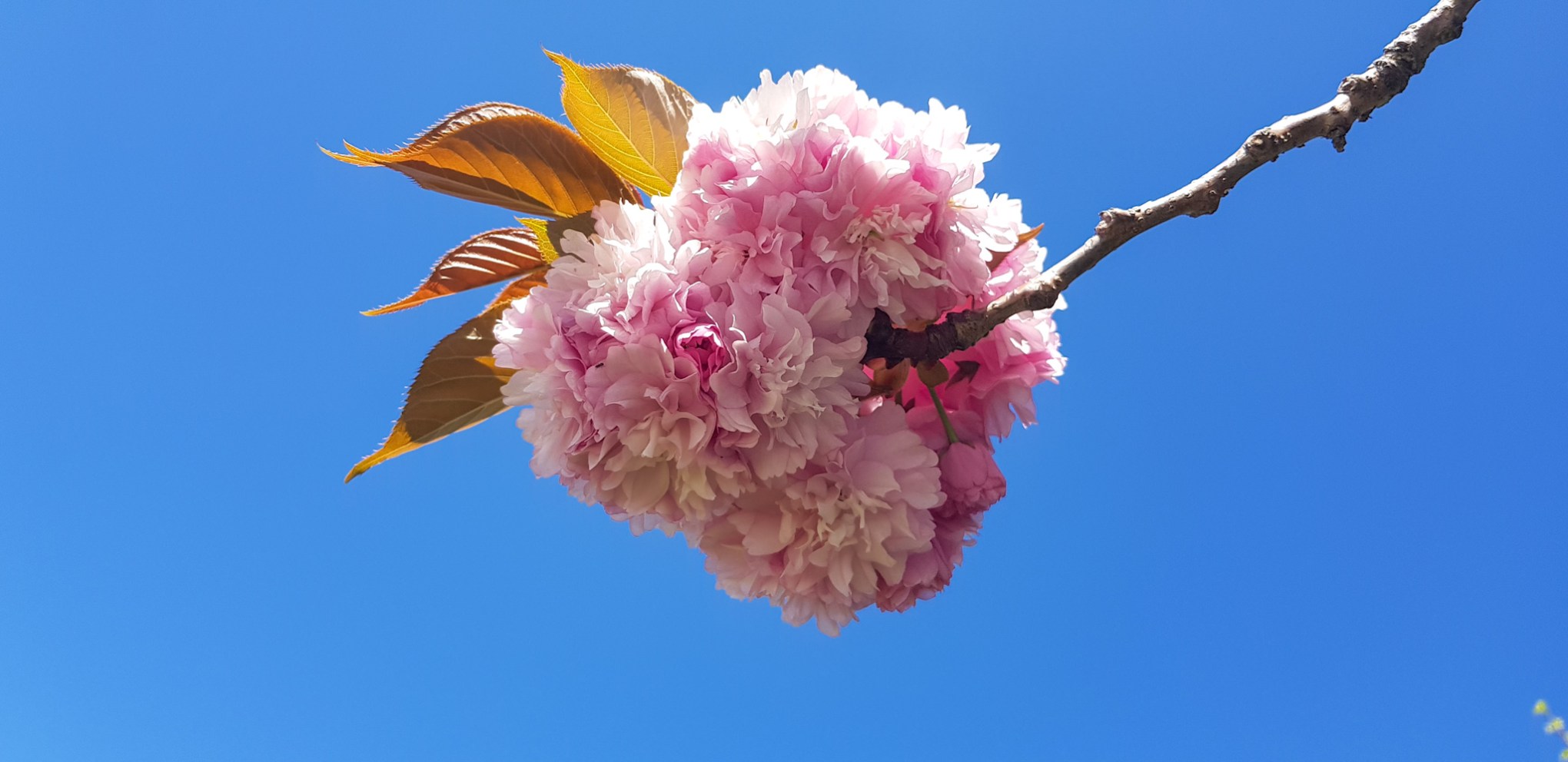 blossom, burns street, leamington, waikato, new zealand