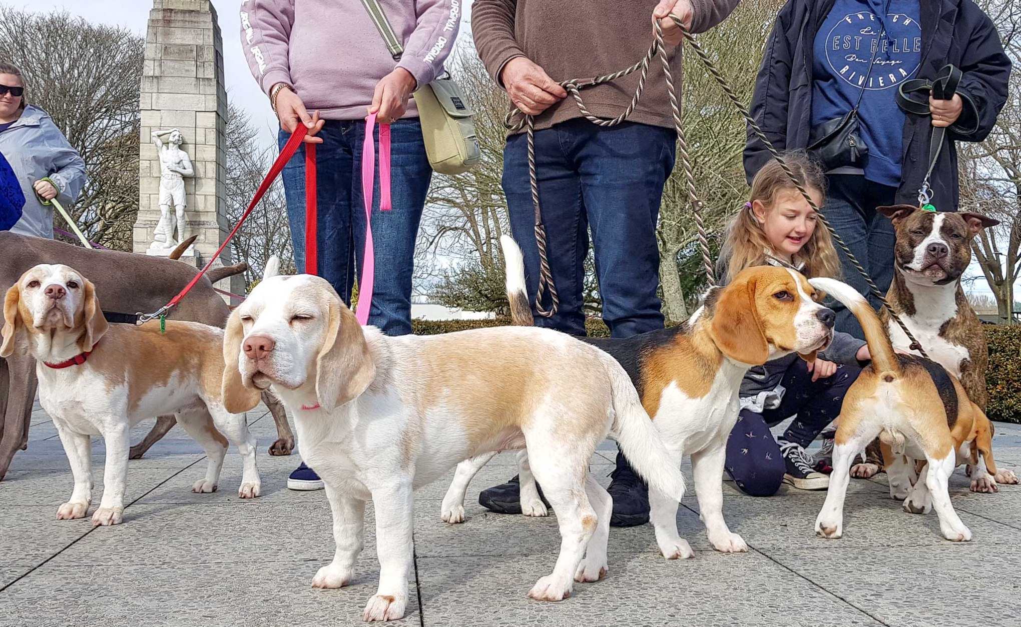 Pride In Our Breeds Pedigree Dogs NZ photo shoot, Cambridge Town Hall piazza, Waikato, NZ. 4.8.2018