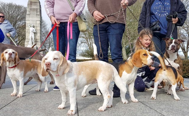Pride In Our Breeds Pedigree Dogs NZ photo shoot, Cambridge Town Hall piazza, Waikato, NZ. 4.8.2018