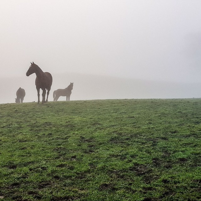 Pukekura, Waikato, North Island, New Zealand