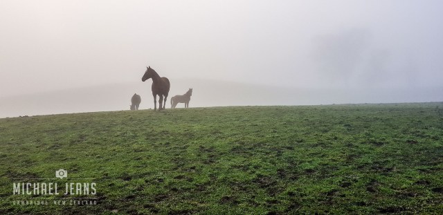 Pukekura, Waikato, North Island, New Zealand