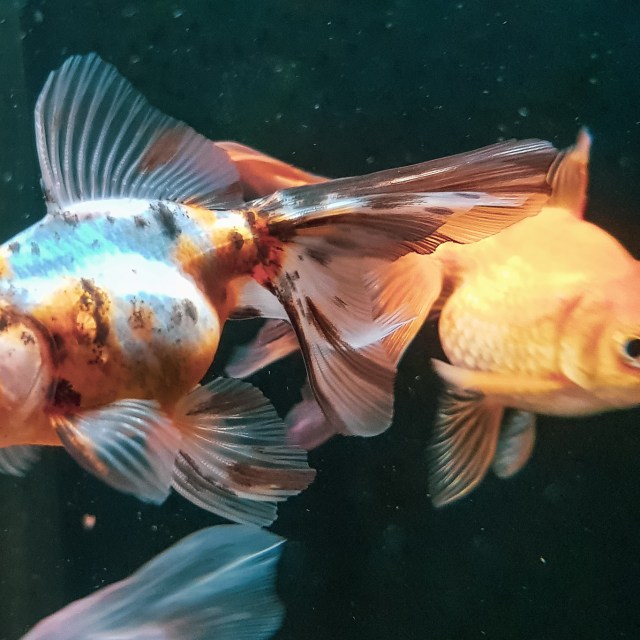 photo bomb 3.04PM 8.8.18