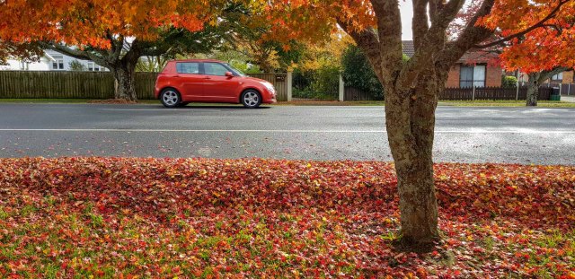 Autumn, Hamilton Road, Cambridge. New Zealand
