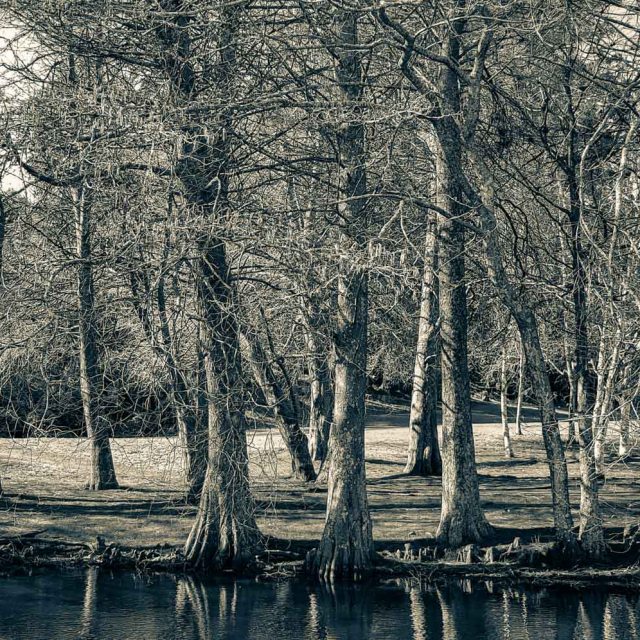 Te Kō Utu Park, Cambridge, Waikato. 5/9/2018 day 100