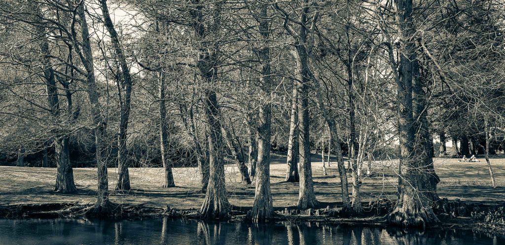 Te Kō Utu Park, Cambridge, Waikato. 5/9/2018