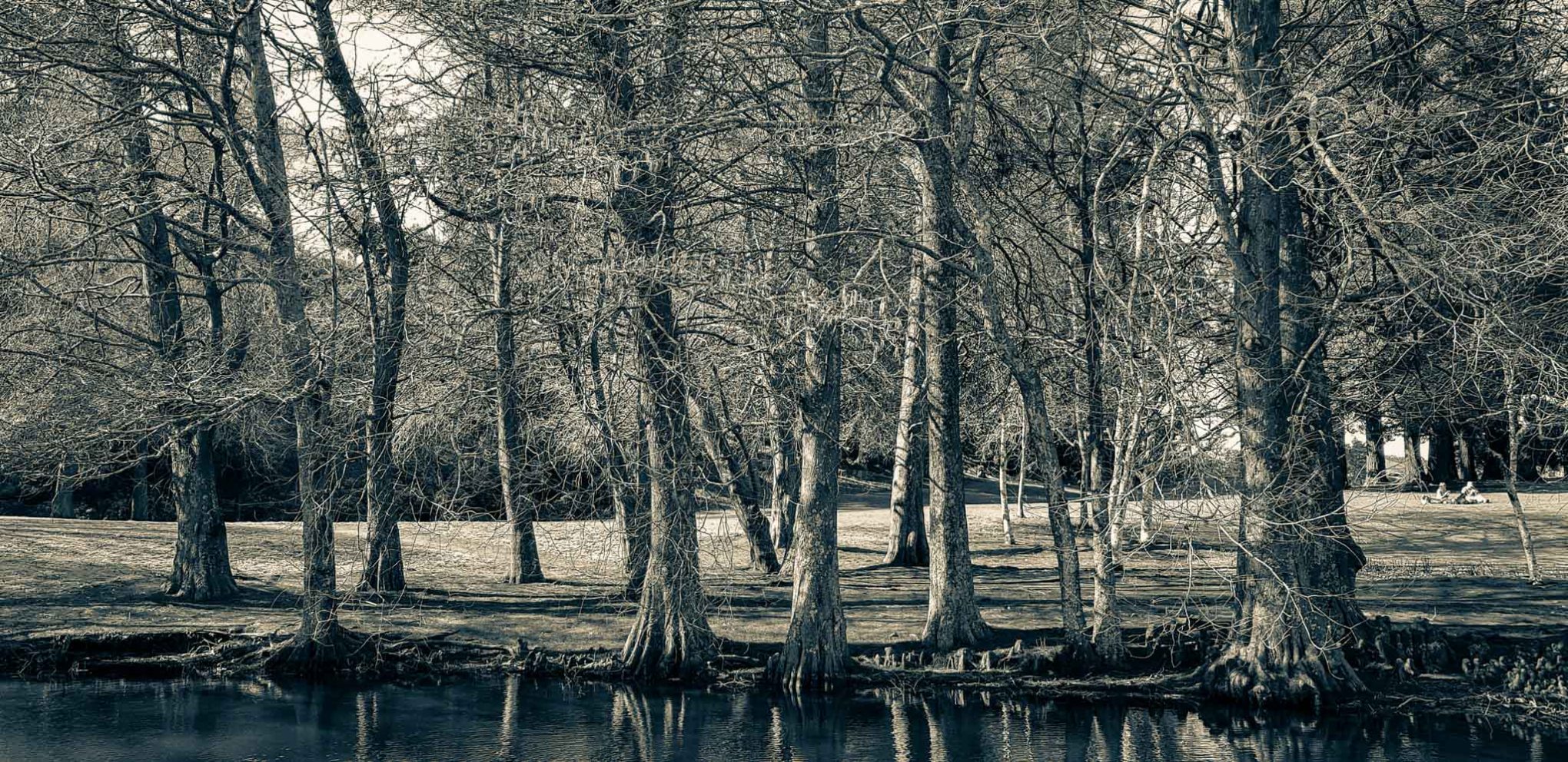 Te Kō Utu Park, Cambridge, Waikato. 5/9/2018 day 100