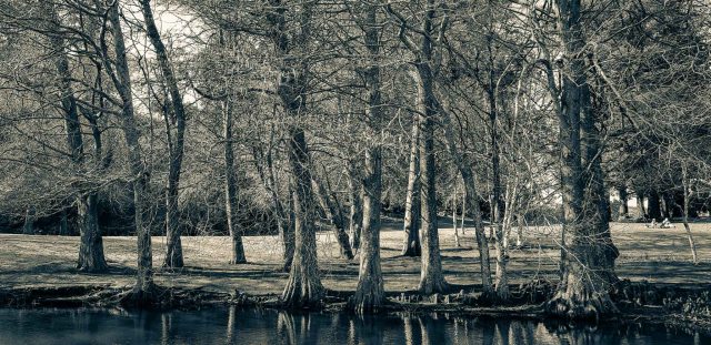 Te Kō Utu Park, Cambridge, Waikato. 5/9/2018 day 100