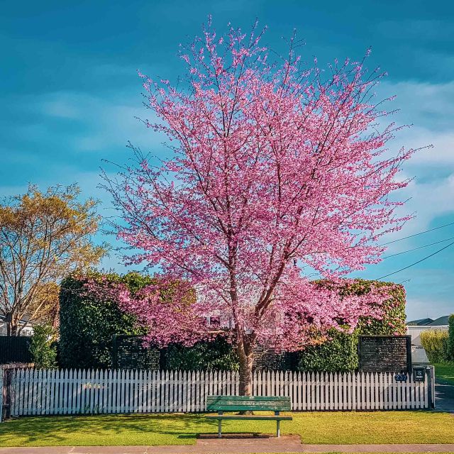 Flowering Cherry, Shakespeare Street, Leamington, Waikato, New Zealand.