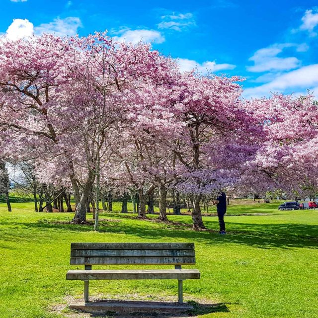 Cambridge Domain, Waikato, New Zealand