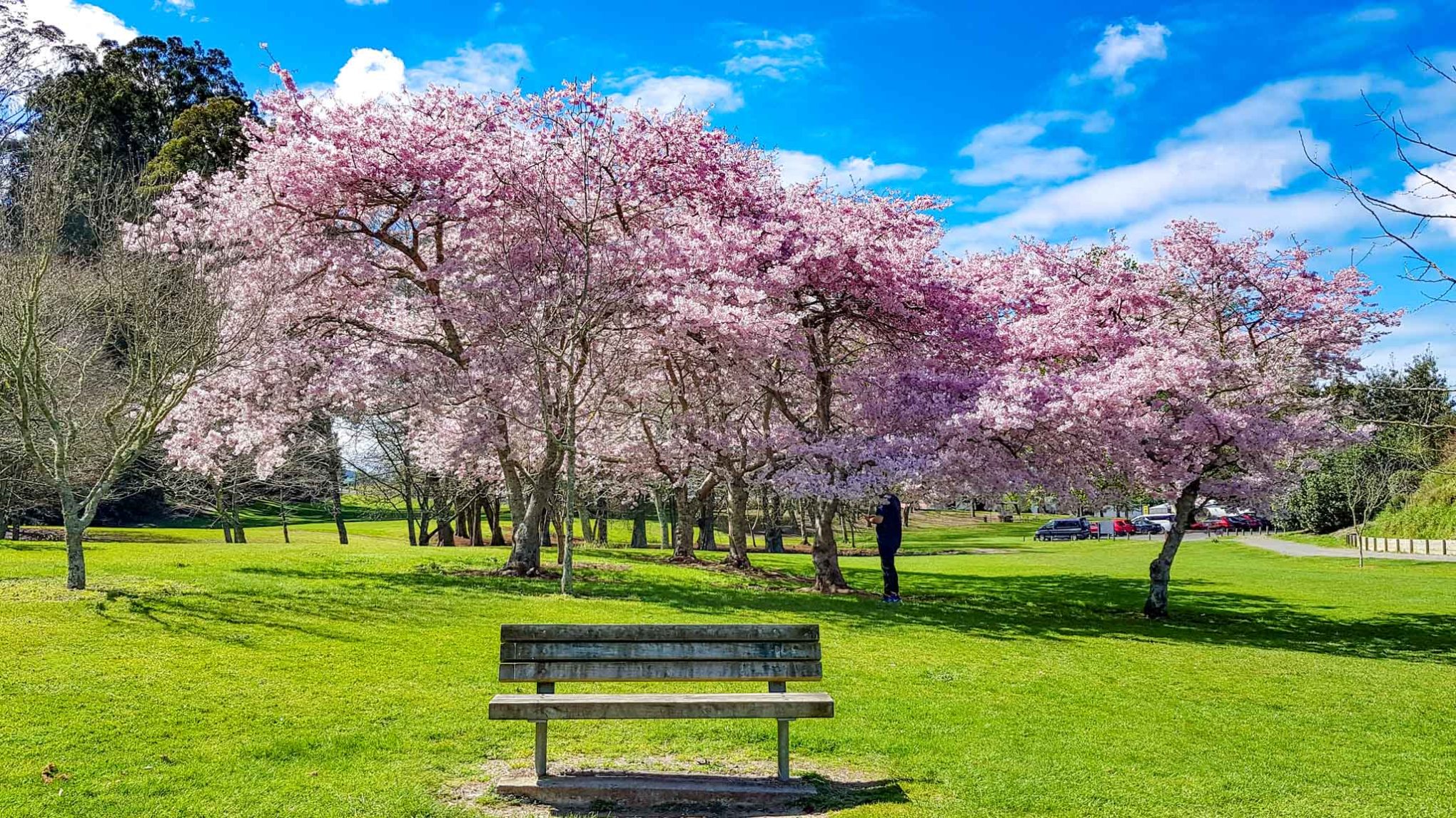 Cambridge Domain, Waikato, New Zealand