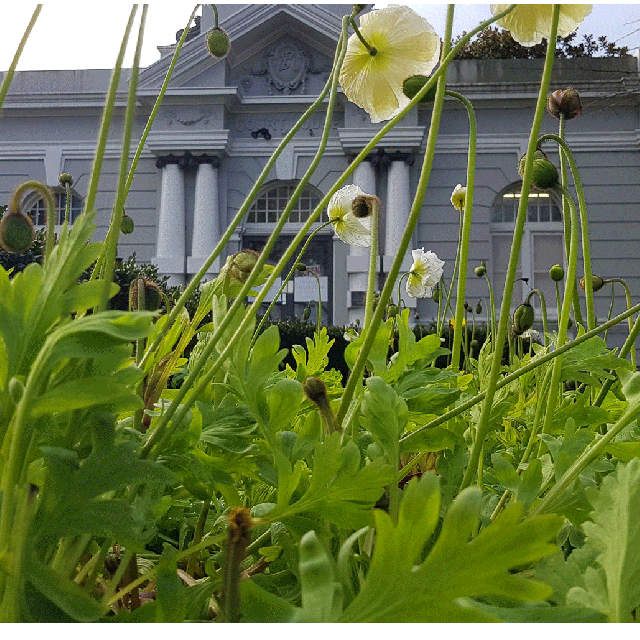 experiment | Cambridge Museum 26.7.2018 | former courthouse; a building built by my great grandfather Fred Potts.
