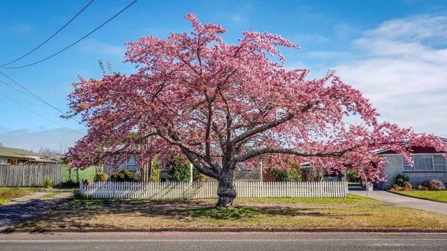 Flowering Cherry, Shakespeare Street, Leamington, Waikato, New Zealand.
