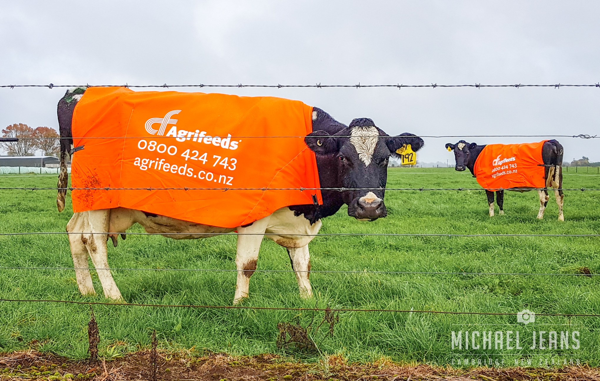Cow billboards, billboardus bovis, Mystery Creek Road. Kaipaki, Waikato, New Zealand.