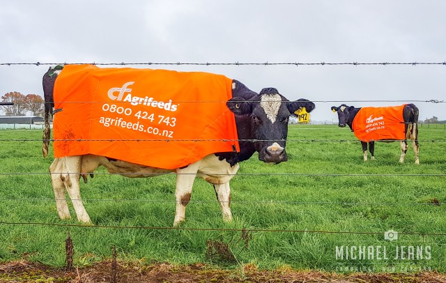 Cow billboards, billboardus bovis, Mystery Creek Road. Kaipaki, Waikato, New Zealand.