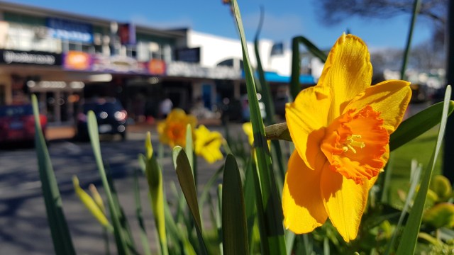 Victoria Street, Cambridge, Waikato, New Zealand. 19 August 2018