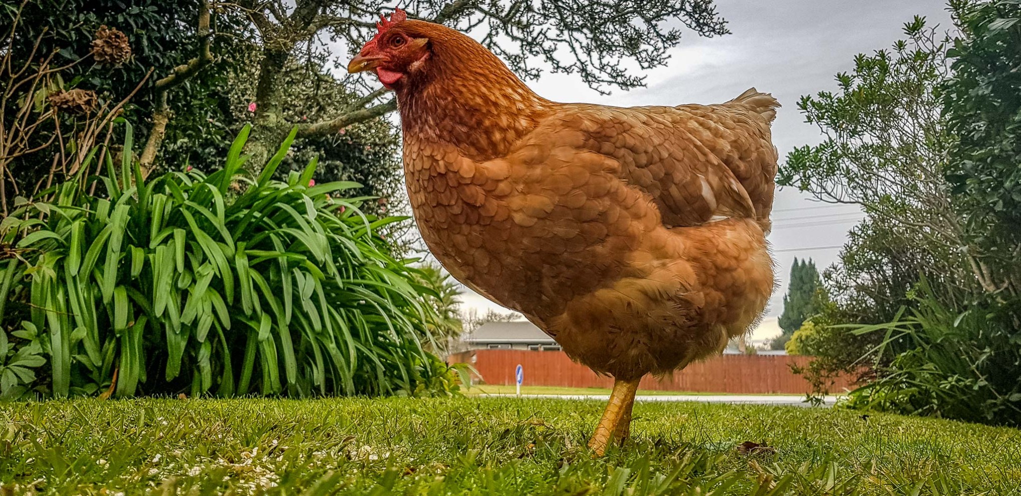 woody chook popped into ours for brunch this morning 1 July 2018