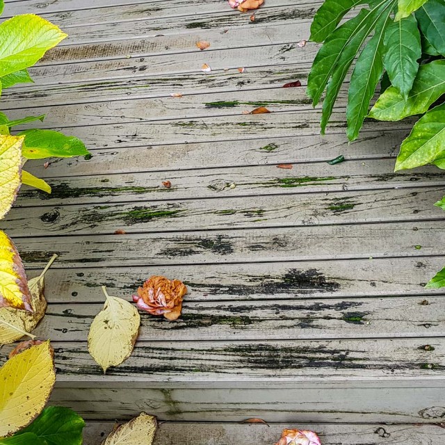 step. Saturday 23 June 2018 / day 25