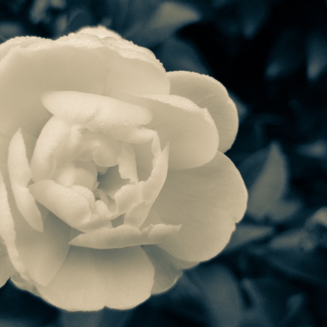 Camellia Kate Sheppard