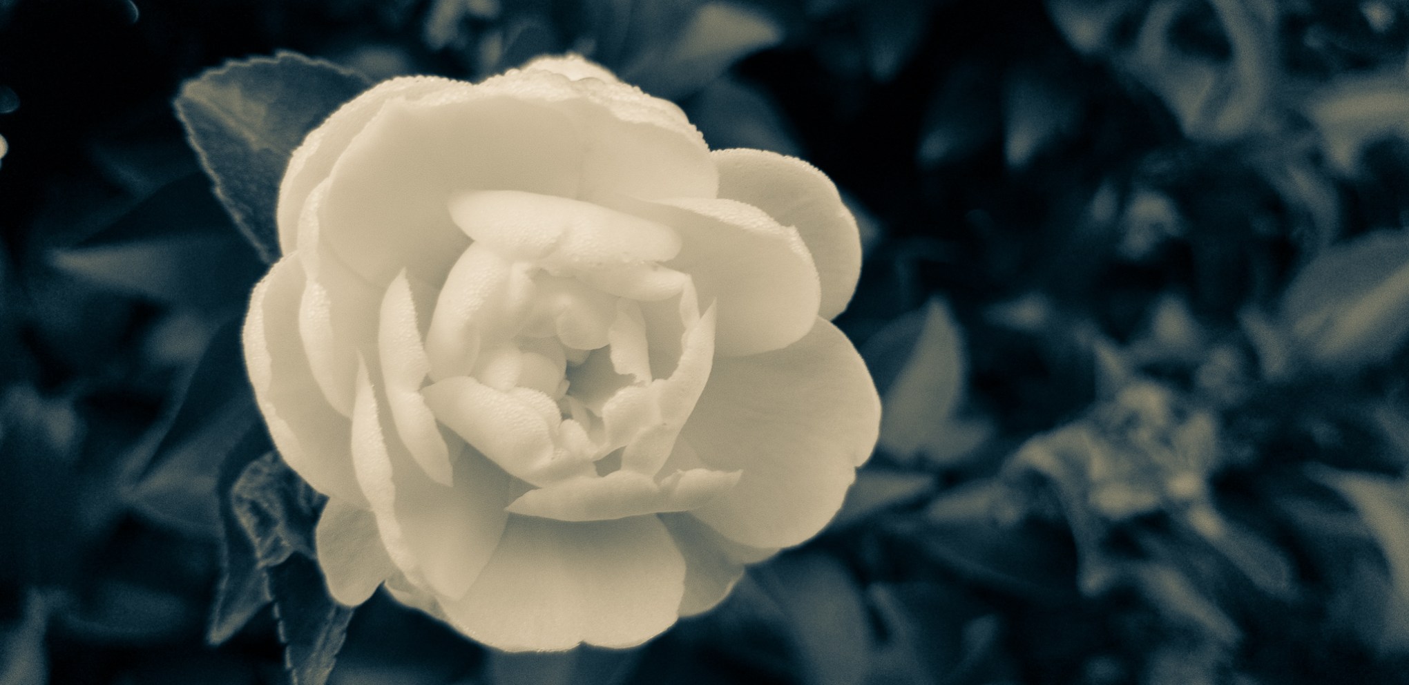 Camellia Kate Sheppard