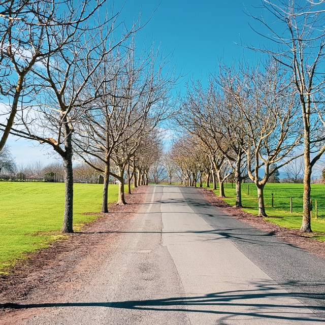 winter lane. pukeroro, waikato, aotearoa. Friday 10 August 2018