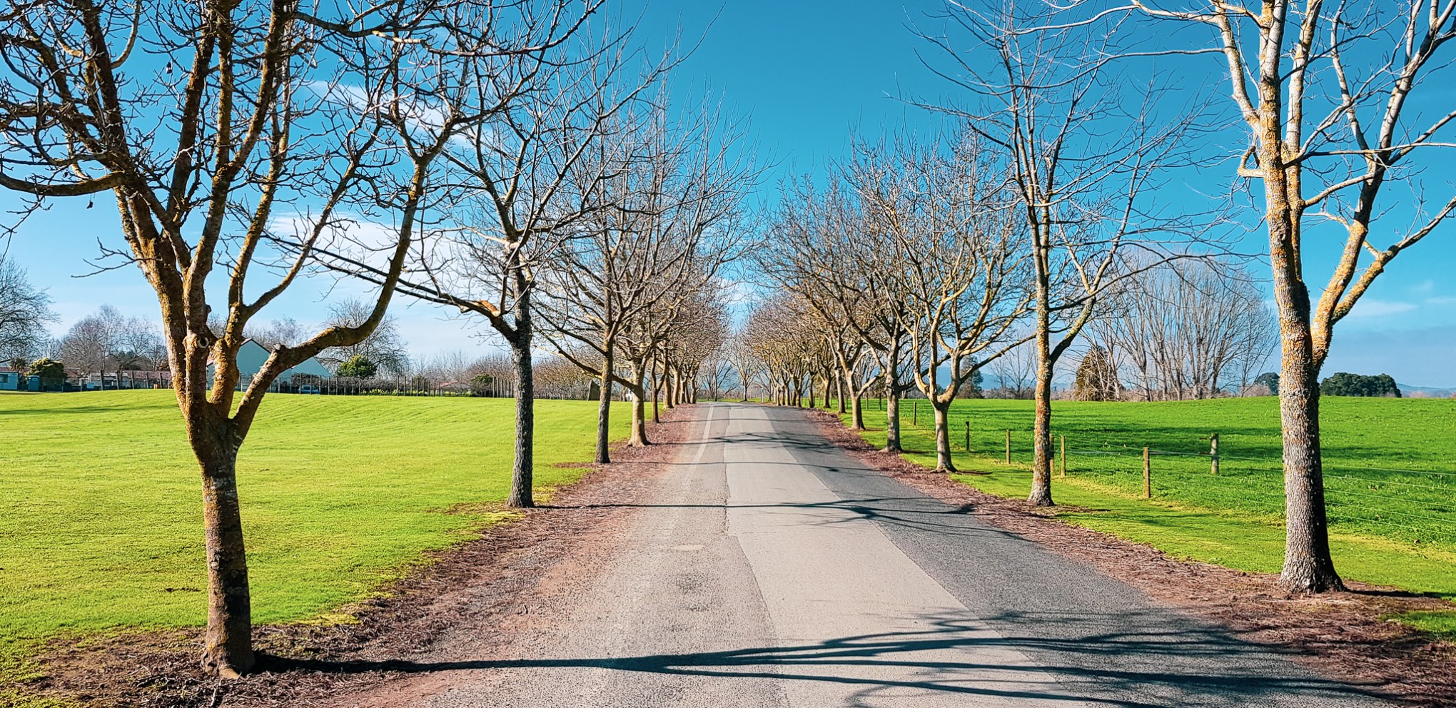 winter lane. pukeroro, waikato, aotearoa. Friday 10 August 2018