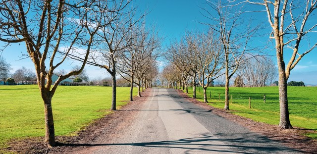 winter lane. pukeroro, waikato, aotearoa. Friday 10 August 2018