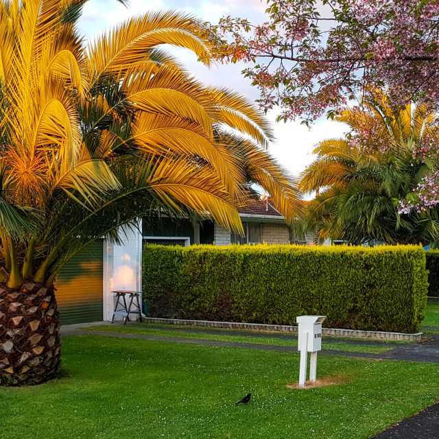 Burns & Byron corner, Leamington, Waikato