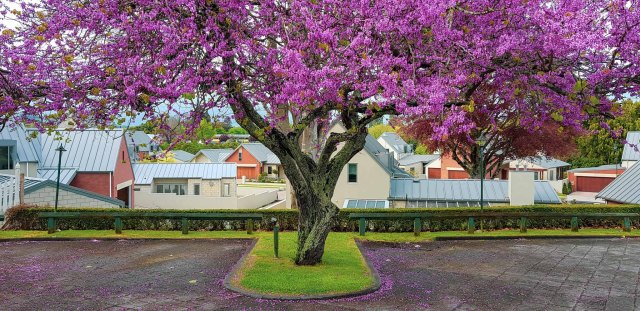 Victoria & Le Quesnoy, Cambridge, New Zealand