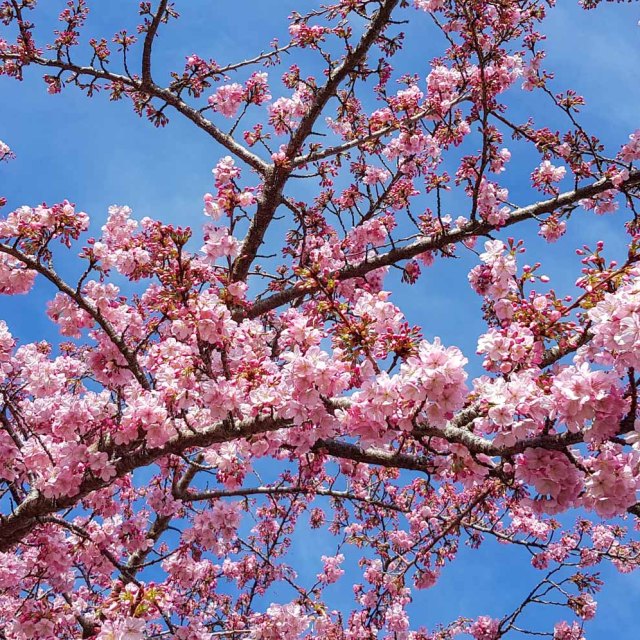 Cherry blossom, Shakespeare Street Leamington August 2018