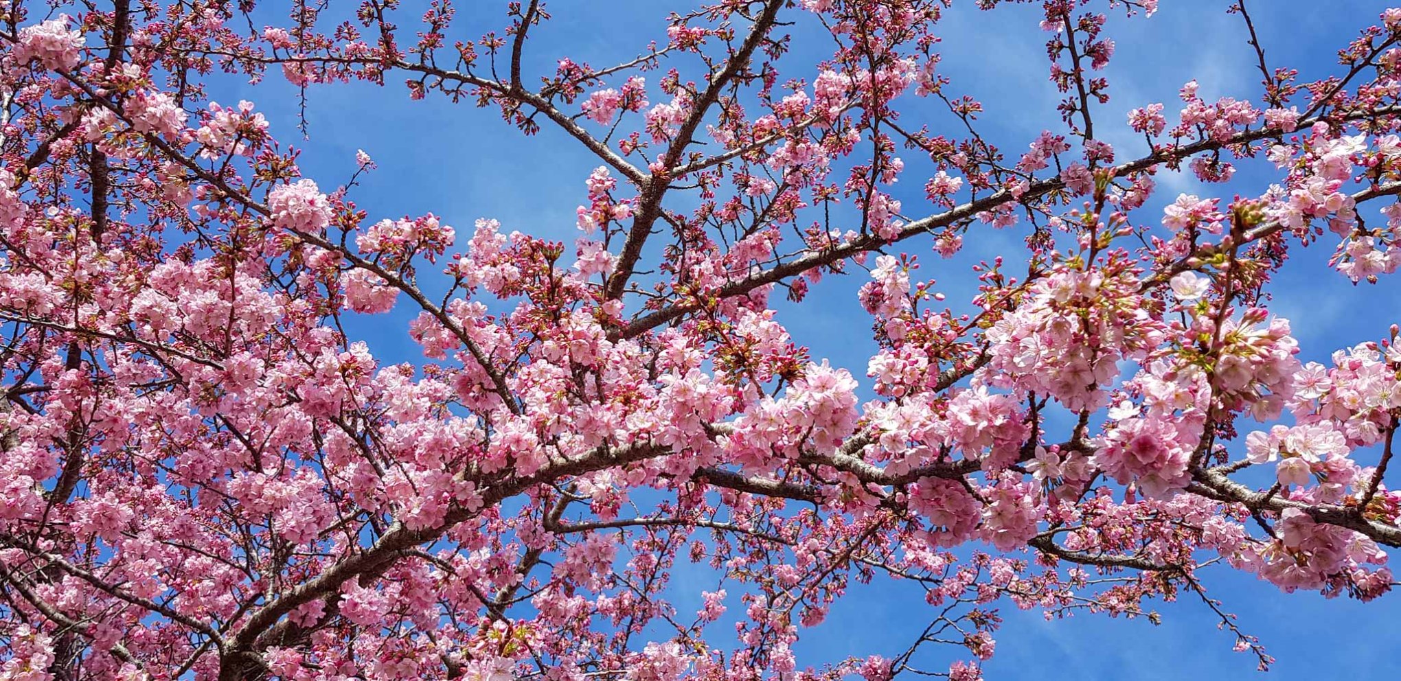 Cherry blossom, Shakespeare Street Leamington August 2018