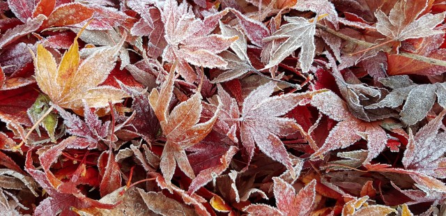 Noel Street Leamington Waikato New Zealand