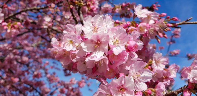 Cherry blossom, Shakespeare Street Leamington August 2018