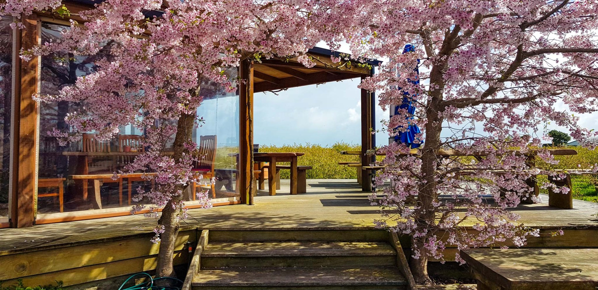 Cafe Irresistiblue, Monavale Blueberries, Moanatuatua, Waikato. 25.9.18 (looking west)