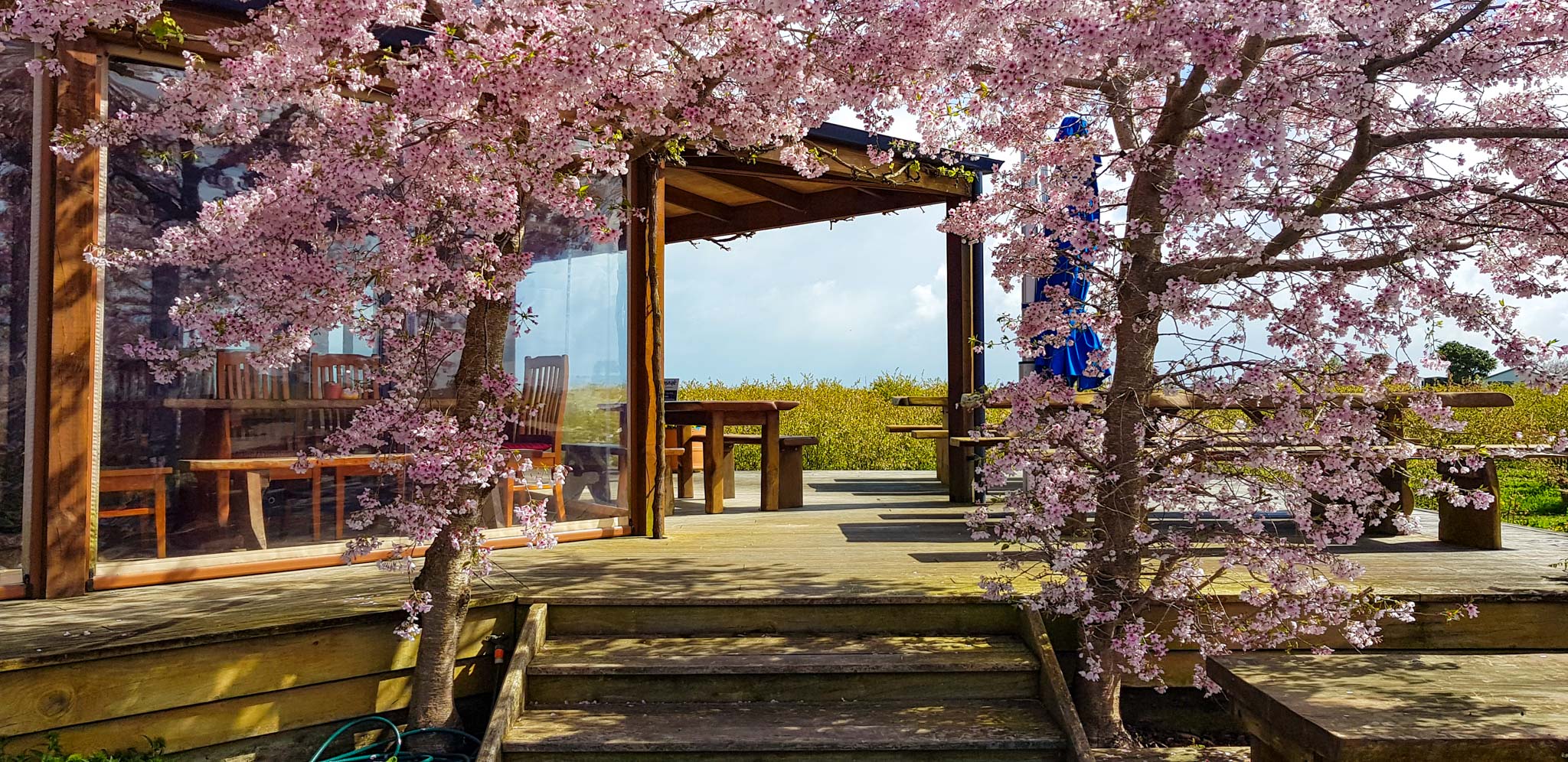 Cafe Irresistiblue, Monavale Blueberries, Moanatuatua, Waikato. 25.9.18 (looking west)