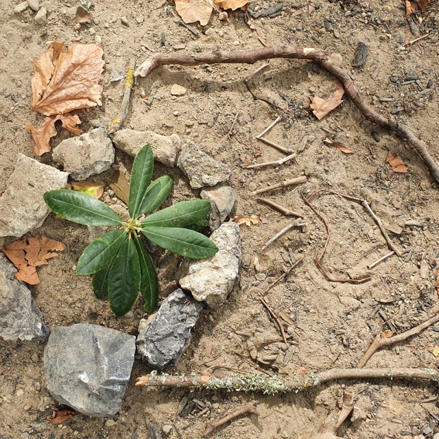 Cambridge Domain, Waikato, New Zealand